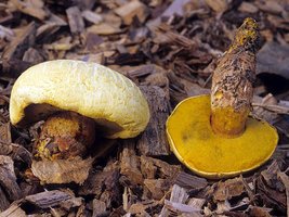 Boletus_orovillus(mgw-01).jpg