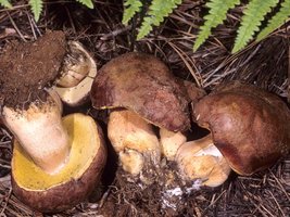 Boletus_pinophilus(mgw-01).jpg