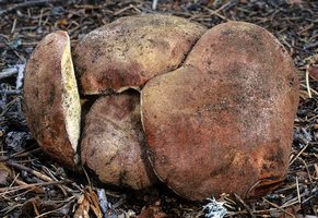 Boletus_pinophilus(mgw-03).jpg