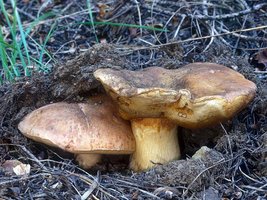 Boletus_pinophilus(mgw-05).jpg