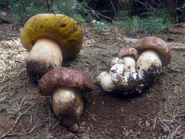 Boletus_pinophilus(nw-01).jpg