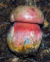 Boletus_pulcherrimus(db-01).jpg