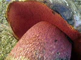 Boletus_pulcherrimus(fs-01).jpg