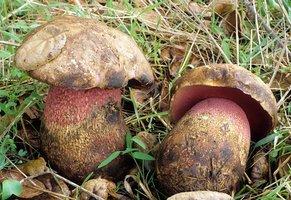 Boletus_pulcherrimus(fs-02).jpg