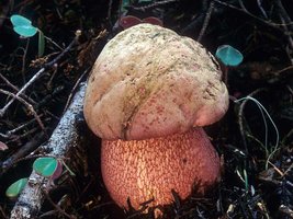 Boletus_pulcherrimus(mgw-04).jpg