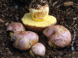 Boletus_regius(mgw-01).jpg