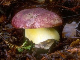 Boletus_regius(mgw-02).jpg