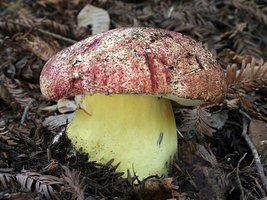 Boletus_regius(mgw-03).jpg