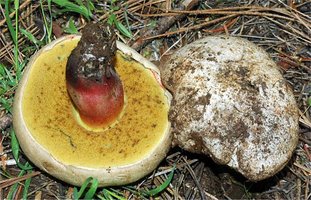 Boletus_rubripes(db-01).jpg