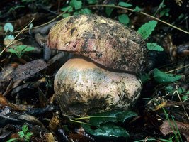 Boletus_satanas(mgw-03).jpg