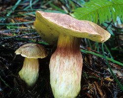 Boletus_smithii(mgw-01).jpg