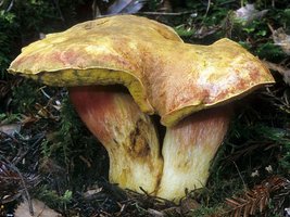 Boletus_smithii(mgw-03).jpg