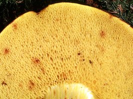 Boletus_subtomentosus(mgw-01).jpg