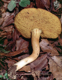 Boletus_subtomentosus(mgw-03).jpg