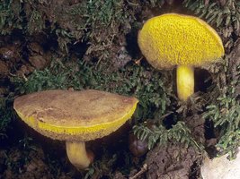 Boletus_subtomentosus(mgw-04).jpg