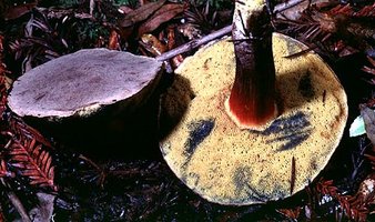 Boletus_truncatus(bk-01).jpg