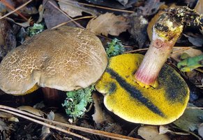 Boletus_truncatus(mgw-01).jpg