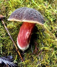 Boletus_zelleri(mgw-02).jpg