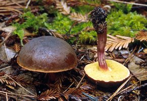 Boletus_zelleri(mgw-03).jpg