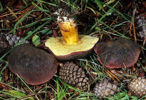 Boletus_zelleri(mgw-04).jpg