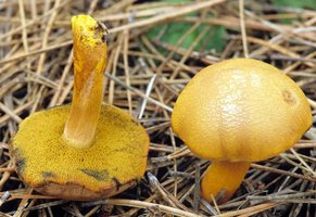 Chalciporus_piperatoides(mgw-01).jpg