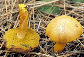Chalciporus_piperatoides(mgw-01).jpg