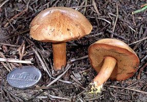 Chalciporus_piperatus(fs-01).jpg