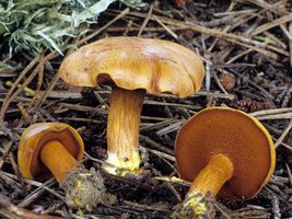 Chalciporus_piperatus(fs-03).jpg