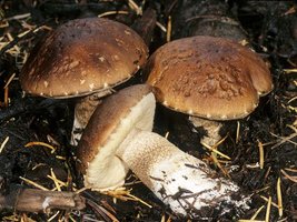 Leccinum_brunneum(mgw-01).jpg