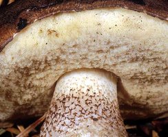 Leccinum_brunneum(mgw-02).jpg