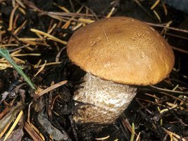 Leccinum_discolor(mgw-01).jpg