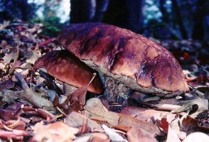 Leccinum_manzanitae(am-01).jpg