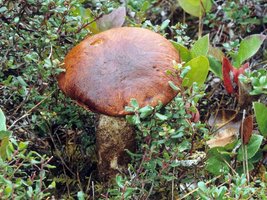 Leccinum_manzanitae(mgw-01).jpg