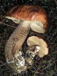 Leccinum_manzanitae(rp-01).jpg