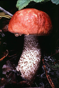 Leccinum_manzanitae(tfl-8167).jpg