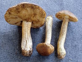 Leccinum_scabrum(mgw-01).jpg