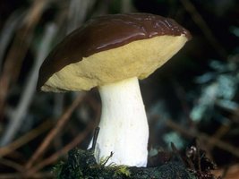 Suillus_brevipes(mgw-01).jpg