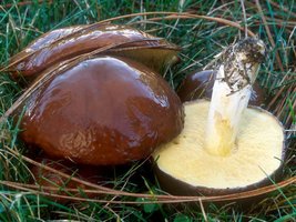 Suillus_brevipes(mgw-03).jpg