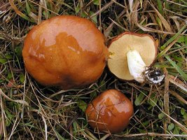 Suillus_brevipes(nw-01).jpg