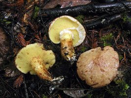 Suillus_caerulescens(nw-01).jpg