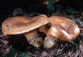 Suillus_caerulescens(tfl-x104-25).jpg