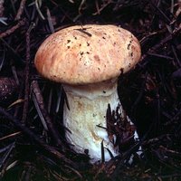 Suillus_caerulescens(tg-01).jpg