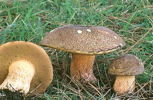 Suillus_fuscotomentosus(fs-02).jpg