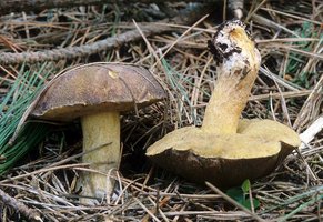 Suillus_fuscotomentosus(mgw-01).jpg