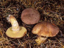 Suillus_lakei(mgw-03).jpg