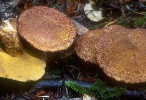 Suillus_lakei(mgw-05).jpg