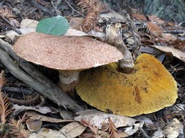 Suillus_lakei(mgw-06).jpg