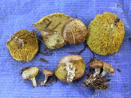 Suillus_megaporinus(fs-01).jpg