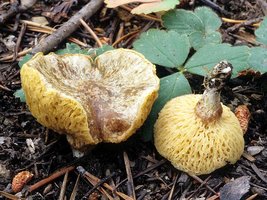 Suillus_megaporinus(fs-03).jpg