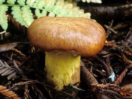 Suillus_ponderosus(mgw-02).jpg